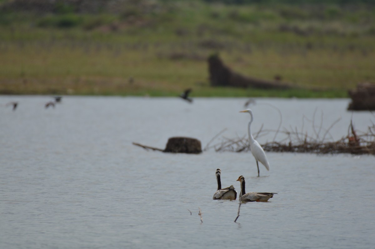 Bar-headed Goose - ML124840451