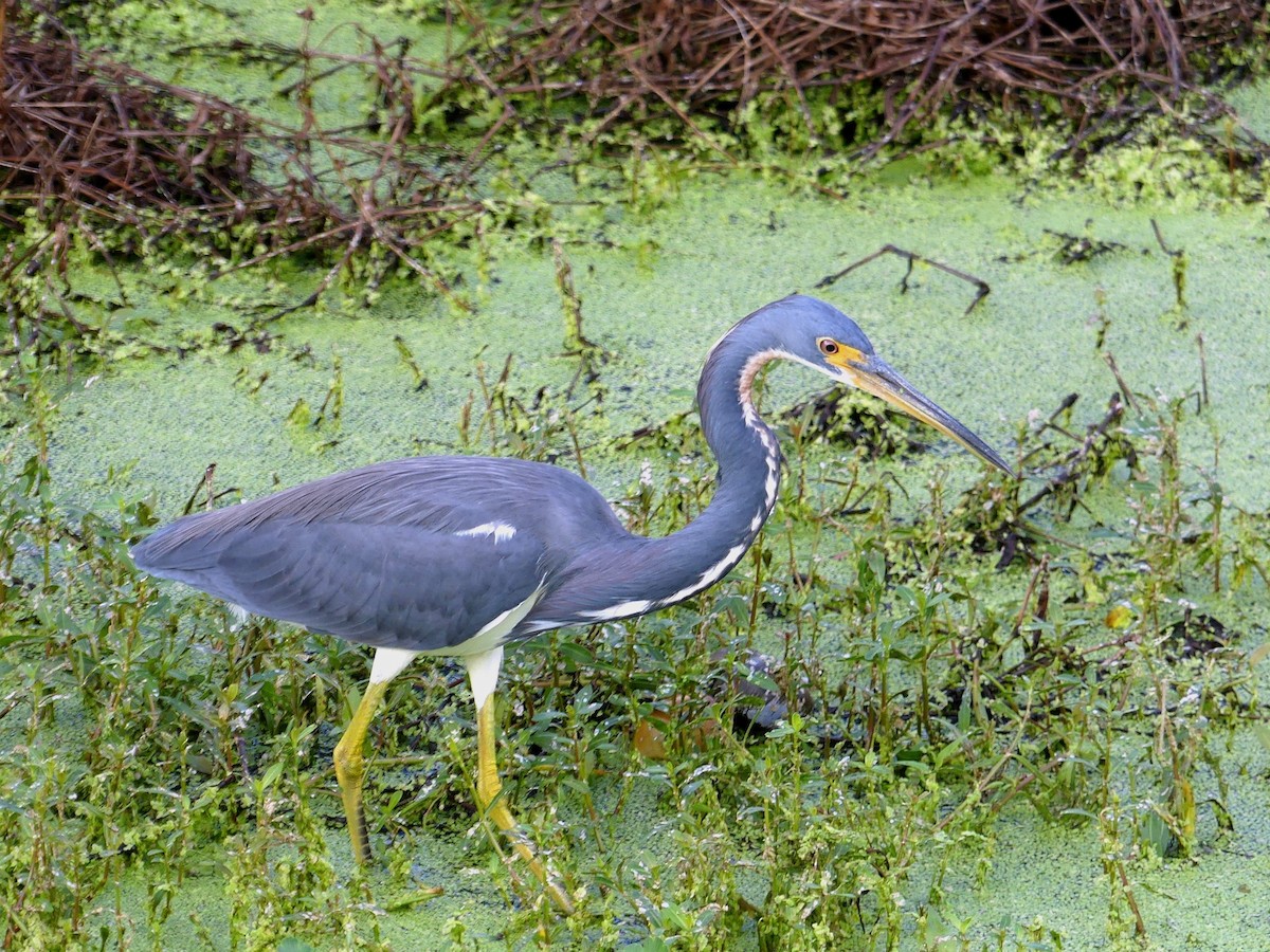 Tricolored Heron - Shelley Rutkin