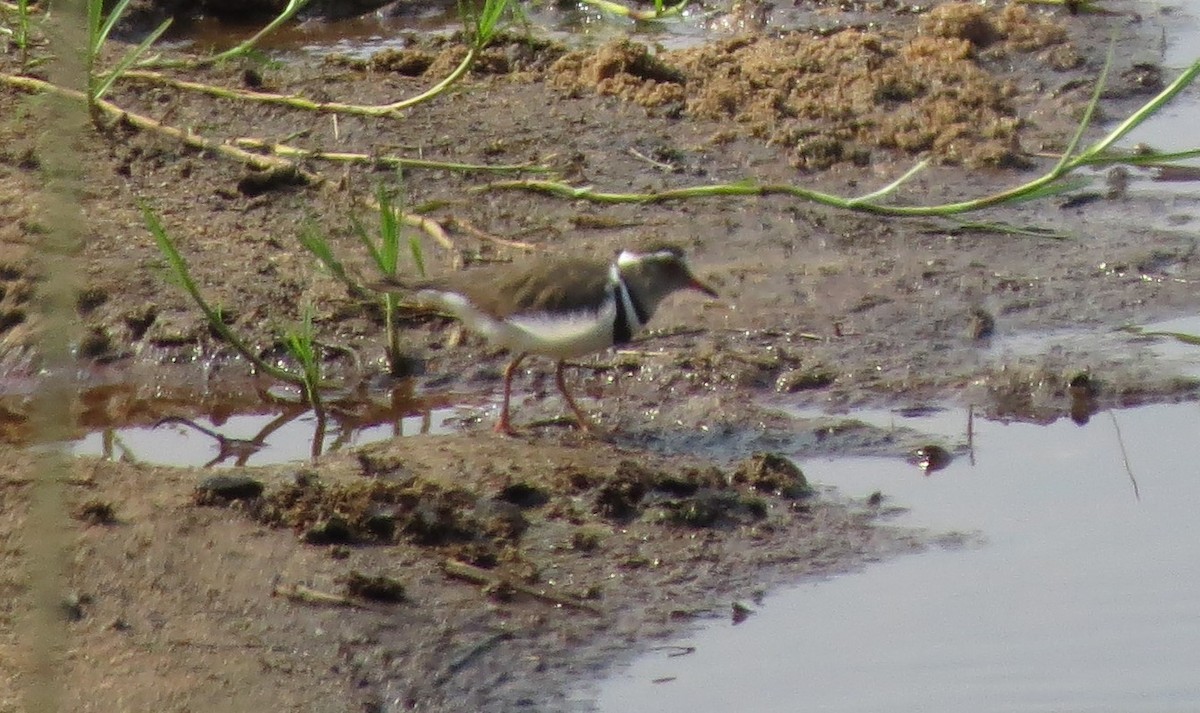 Three-banded Plover (African) - ML124841421