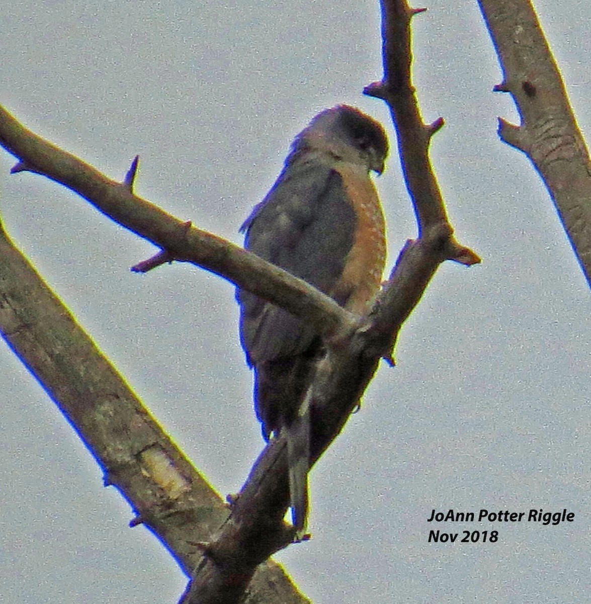 Cooper's Hawk - ML124842061