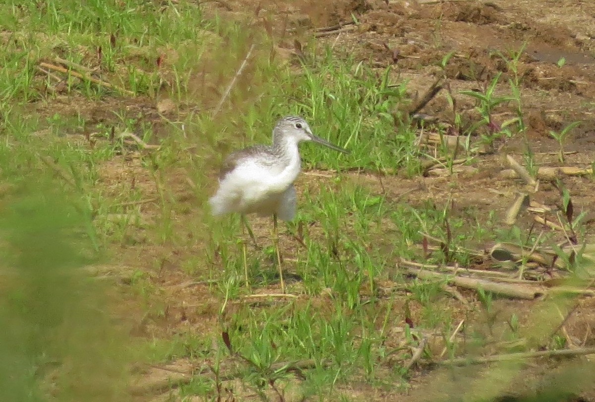 Common Greenshank - ML124842311