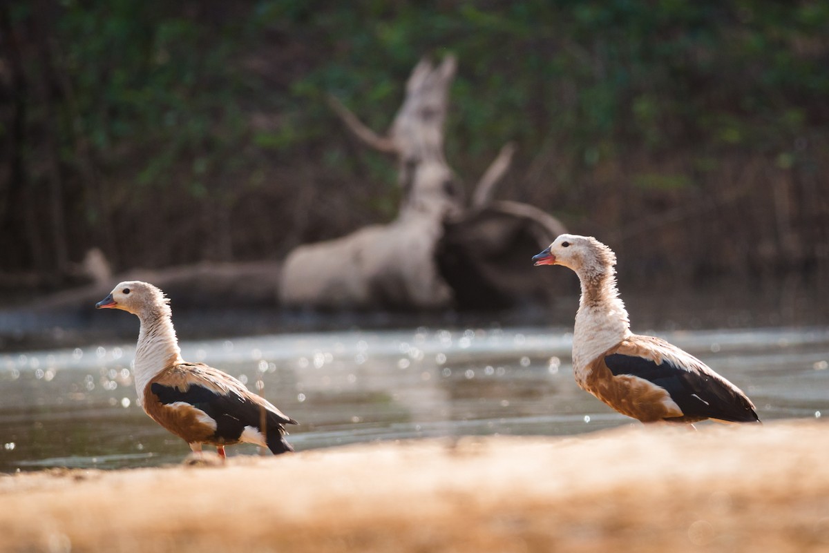 Orinoco Goose - ML124843111