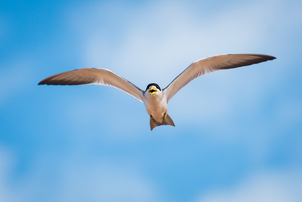 Large-billed Tern - ML124843441