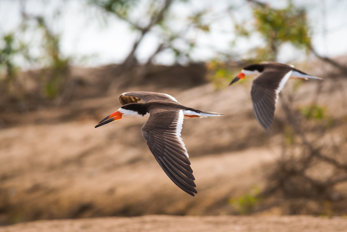 Black Skimmer - ML124843481