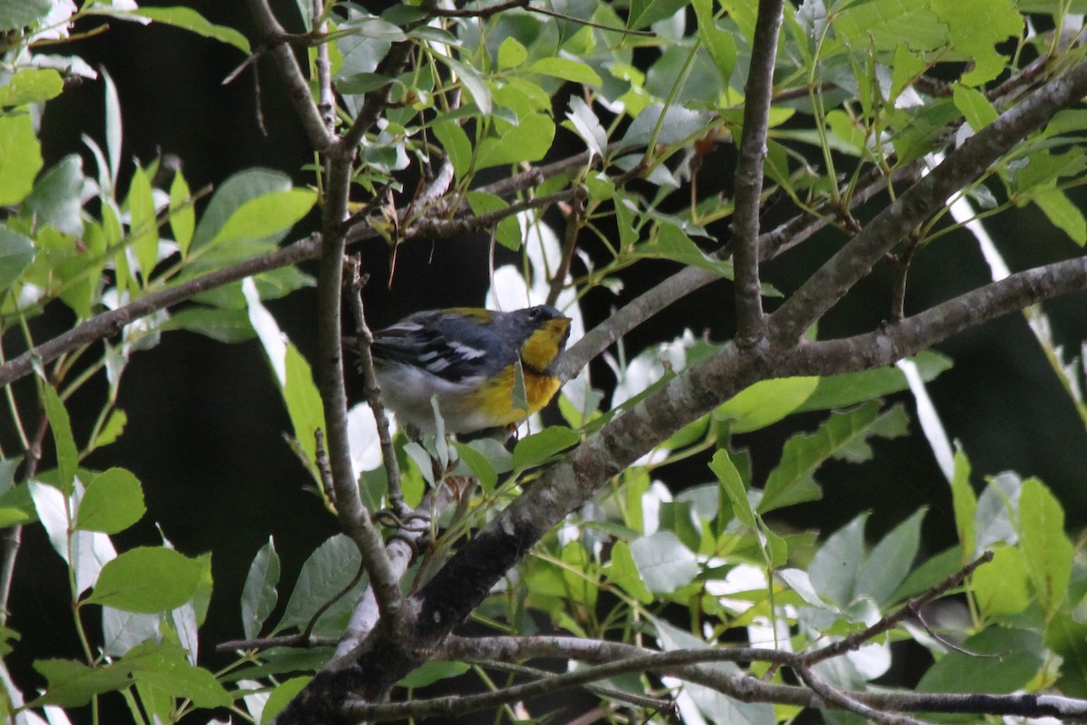 Northern Parula - ML124843811