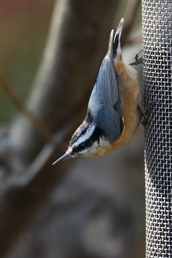 Red-breasted Nuthatch - ML124844431