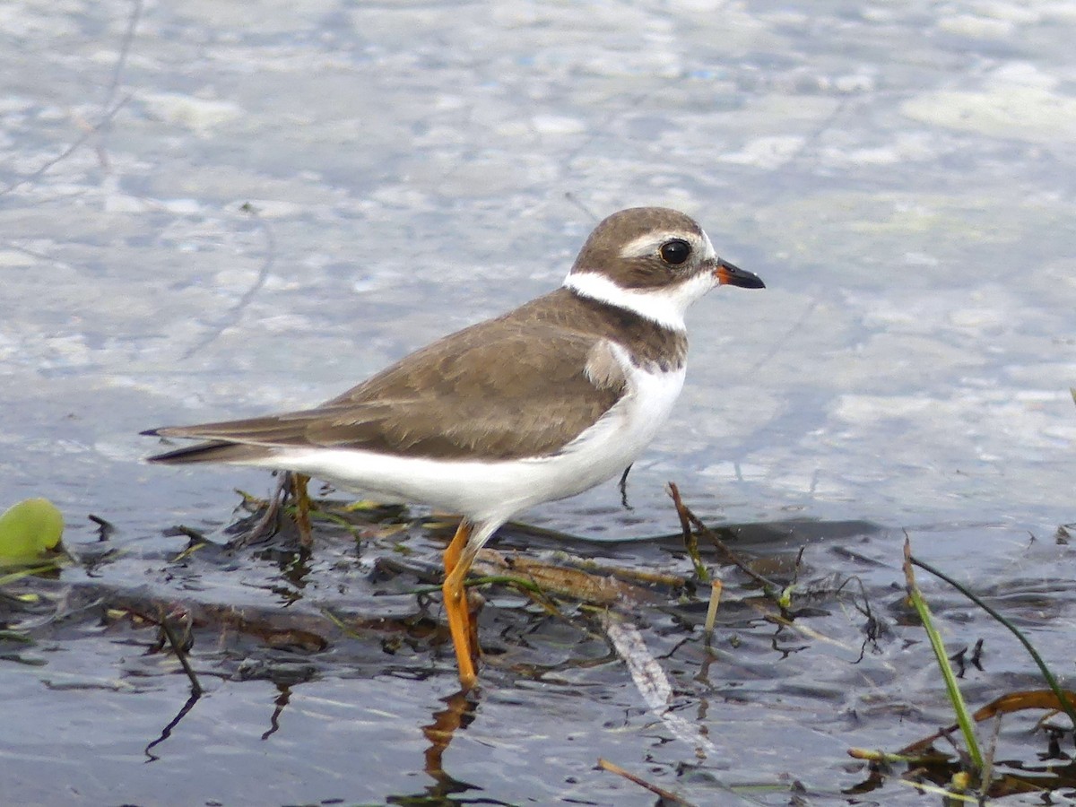 Semipalmated Plover - Shelley Rutkin