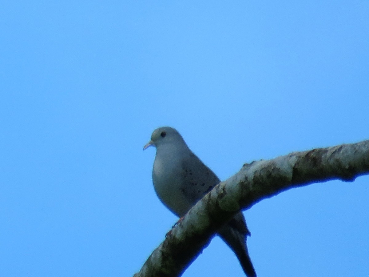Blue Ground Dove - ML124845371
