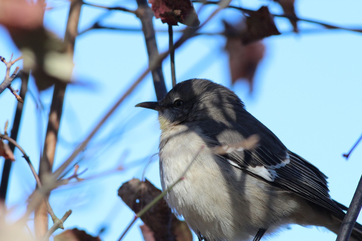 Northern Mockingbird - Sequoia Wrens