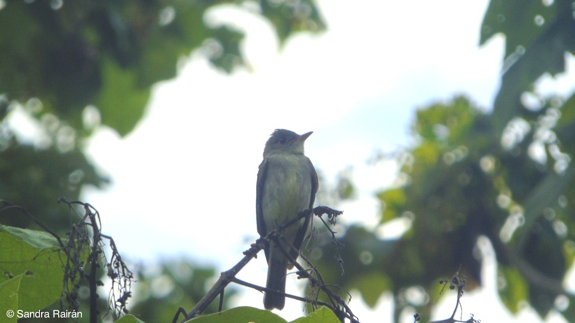 Eastern Wood-Pewee - Sandra  Rairán