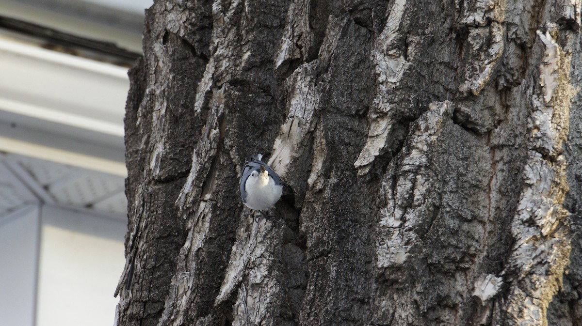 White-breasted Nuthatch - ML124848621