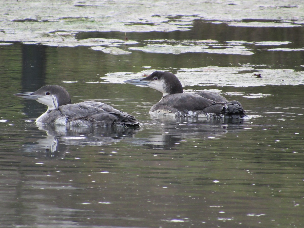 Plongeon huard - ML124848701