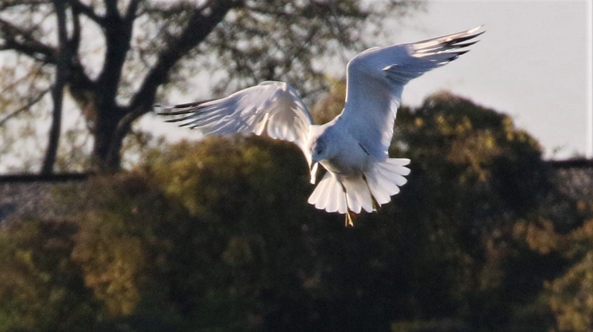 Bonaparte's Gull - ML124848861