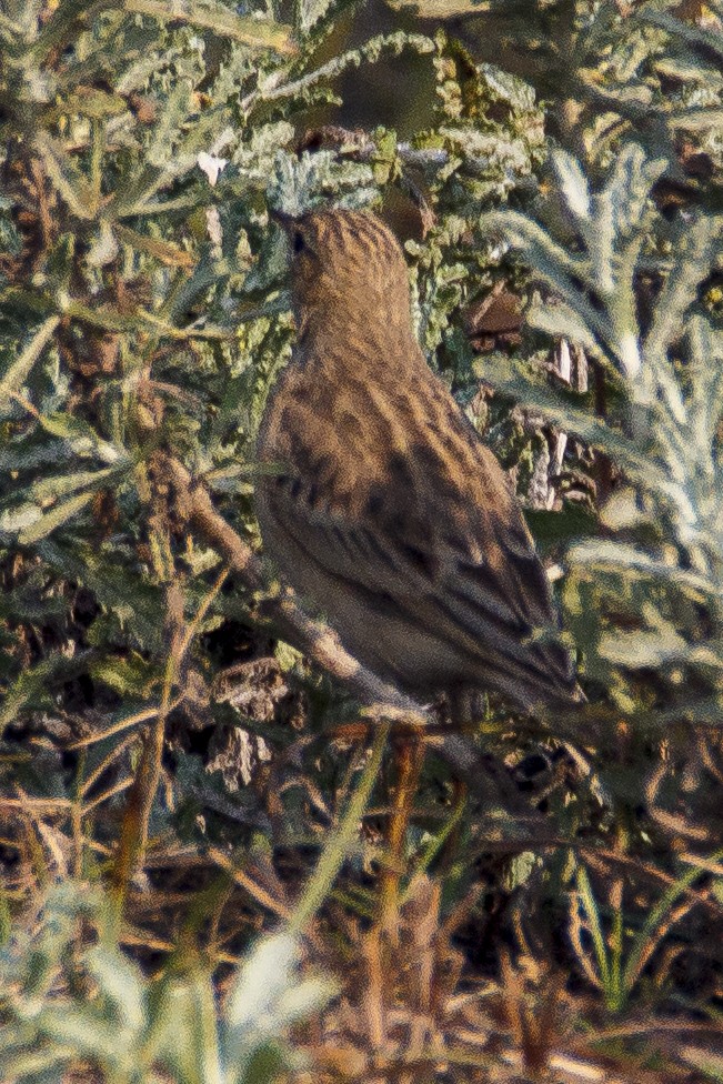 Blyth's Pipit - ML124849741