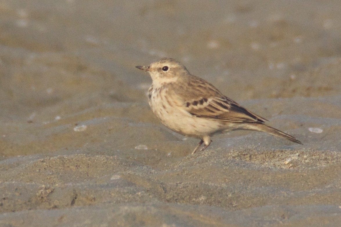 Water Pipit - ML124850591