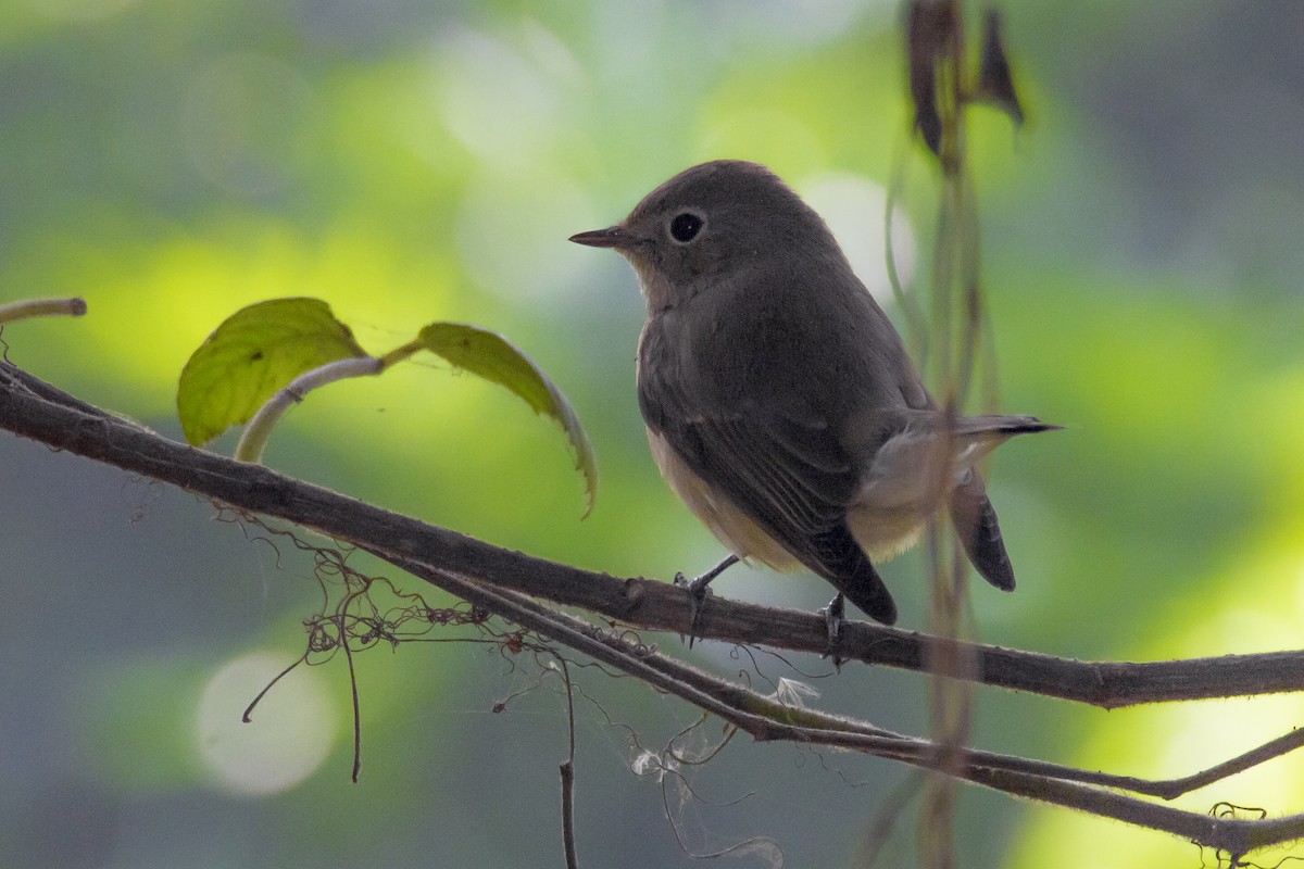 Taiga Flycatcher - ML124850771