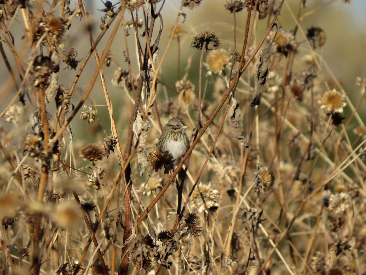 Lincoln's Sparrow - ML124852031