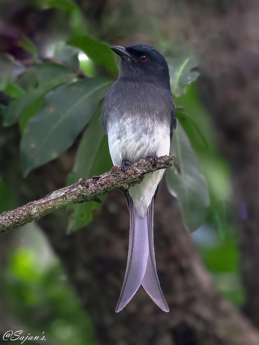 White-bellied Drongo - ML124852091