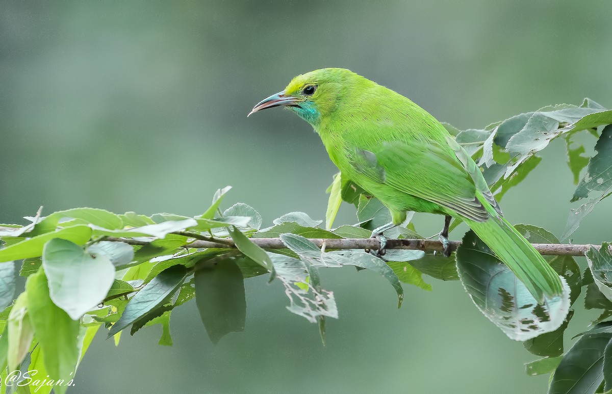 Jerdon's Leafbird - ML124852141