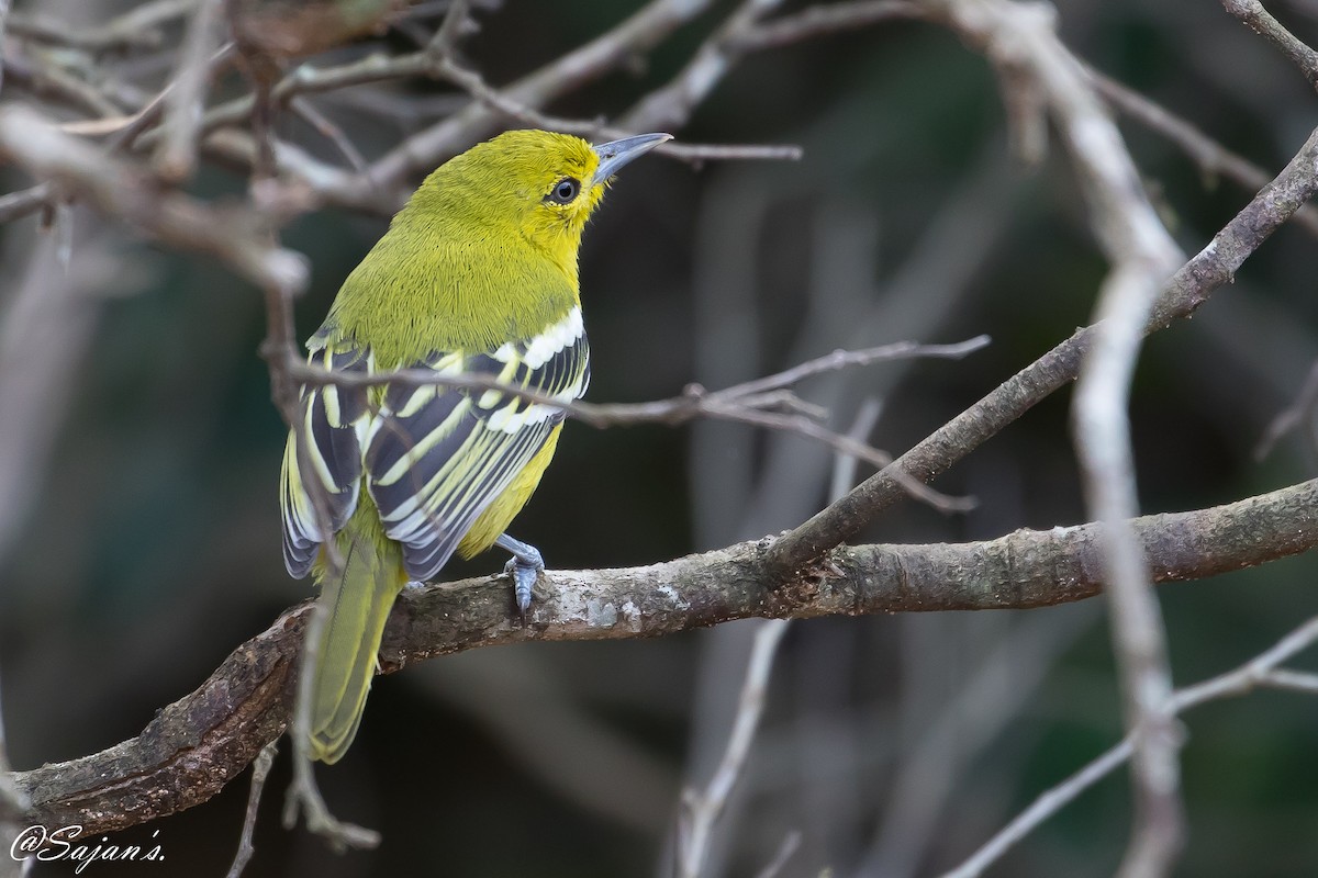 Common Iora - ML124852211