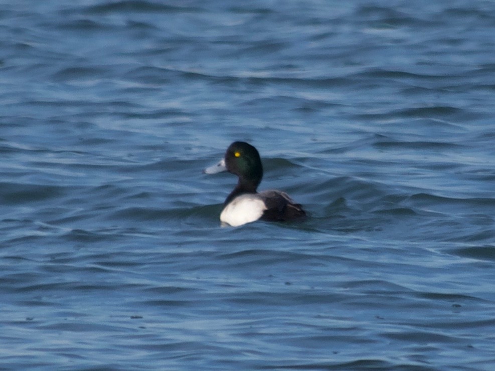 Greater Scaup - ML124852251