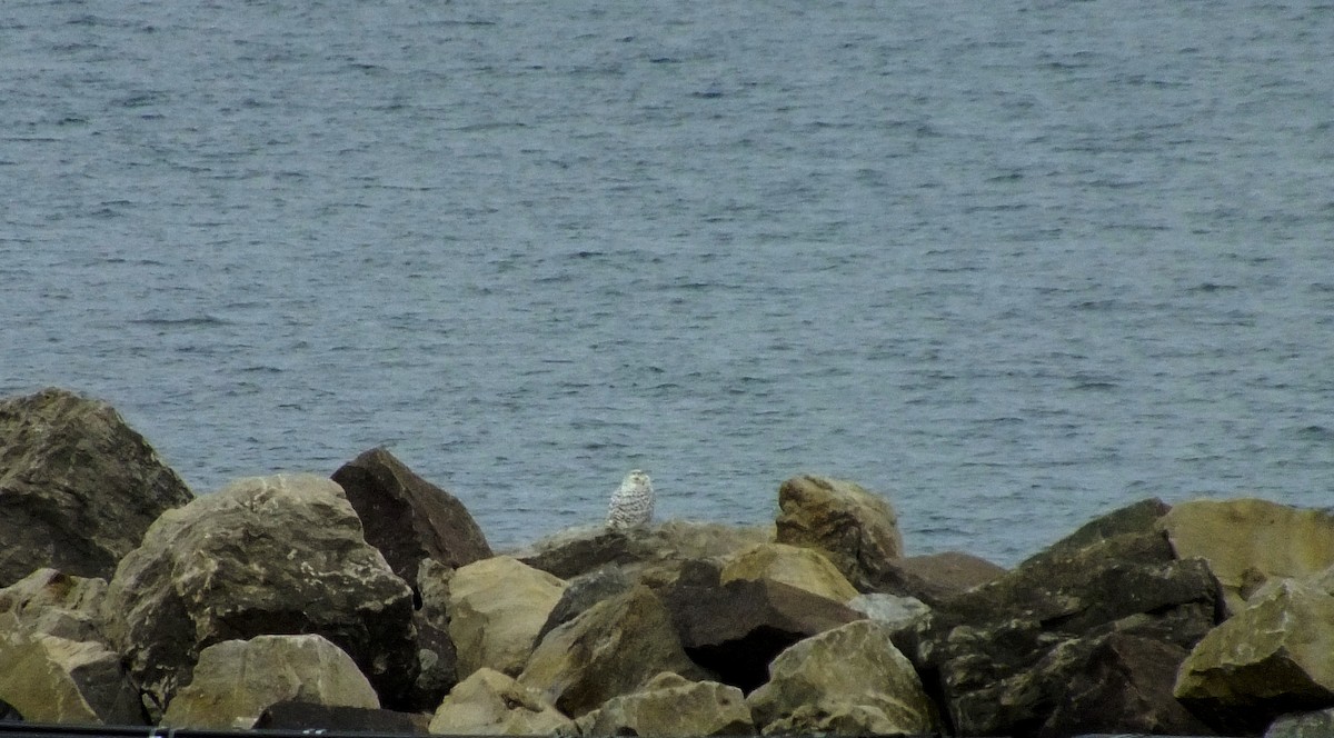 Snowy Owl - ML124852871