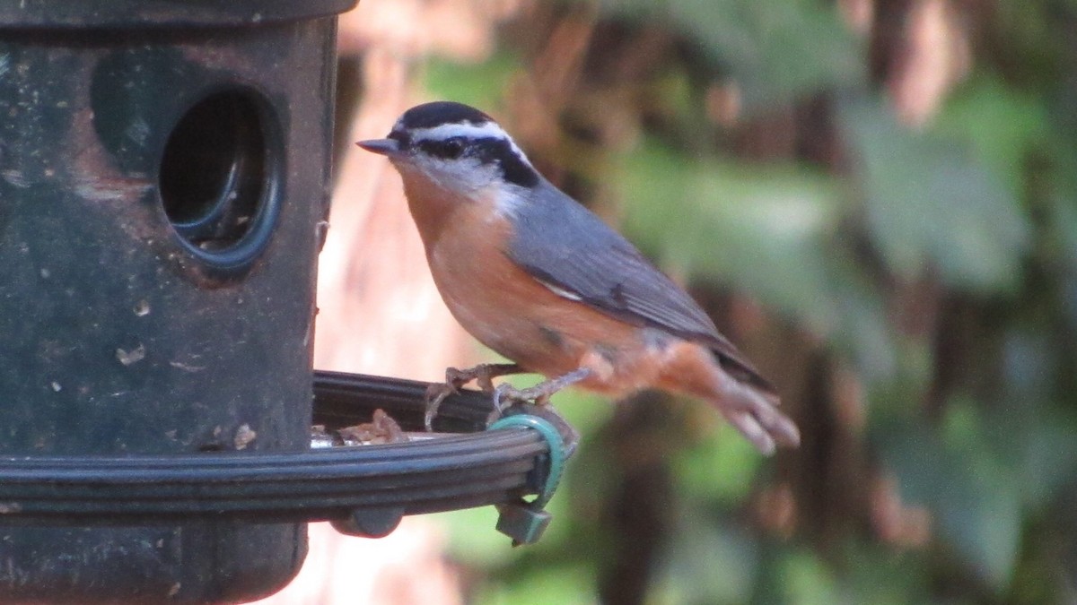 Red-breasted Nuthatch - ML124853151