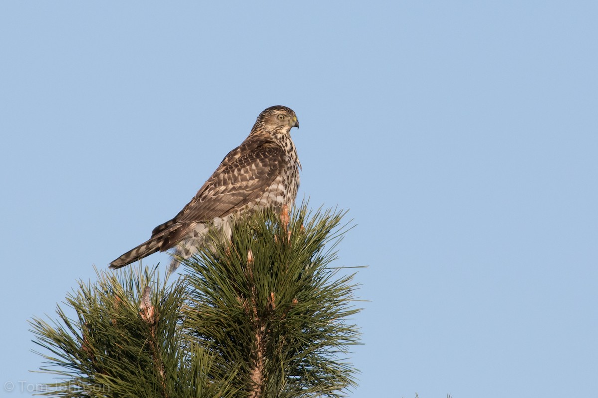 American Goshawk - ML124855241