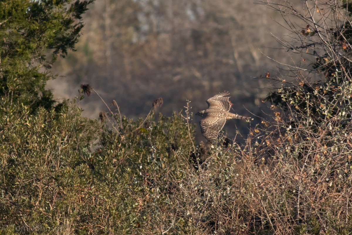 American Goshawk - ML124855271