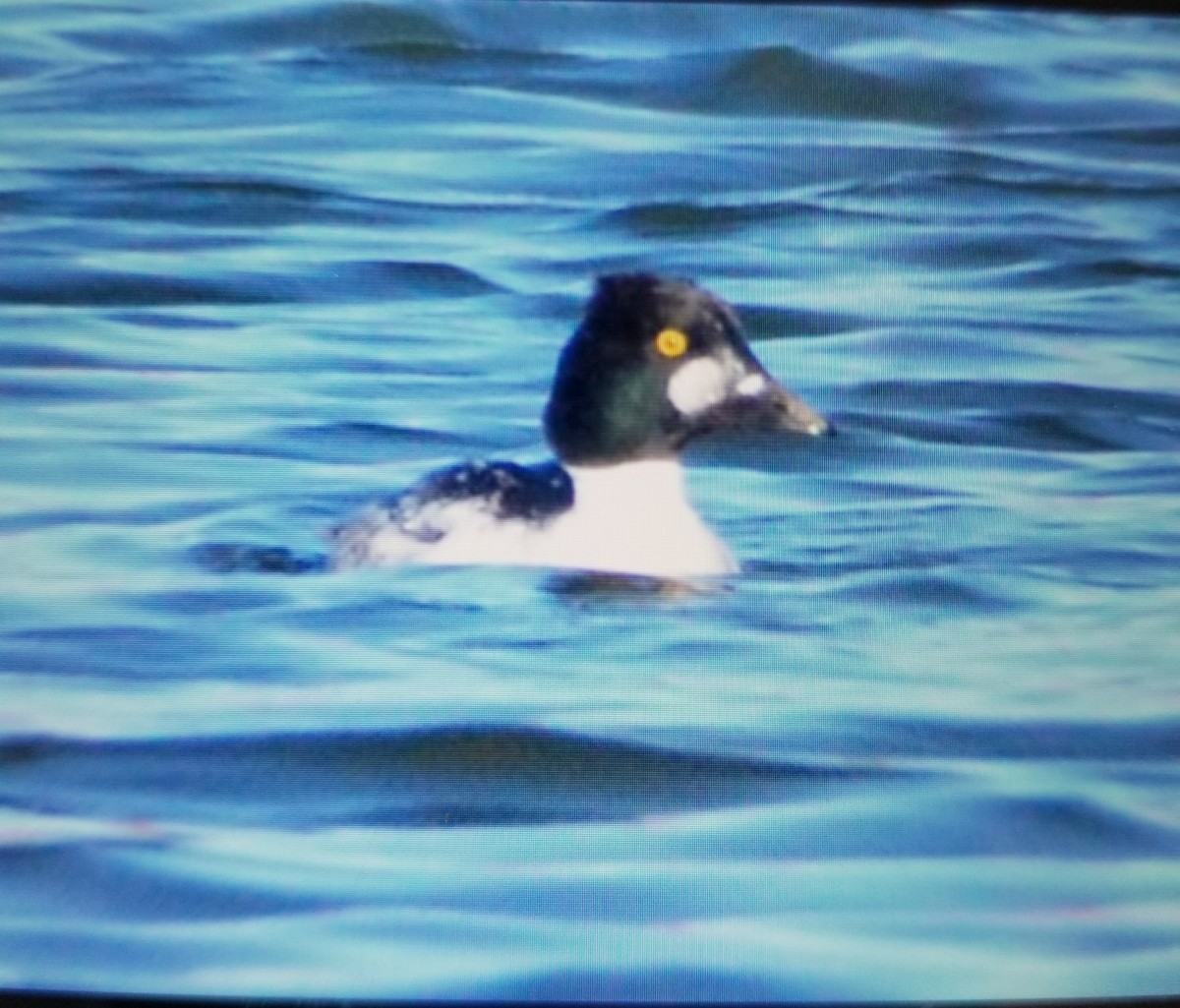 Common Goldeneye - ML124857131