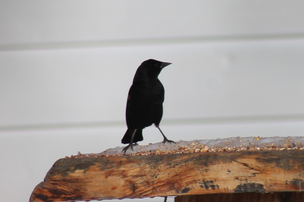 Red-winged Blackbird - ML124857921