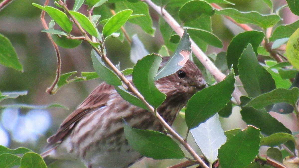 Purple Finch - Anonymous