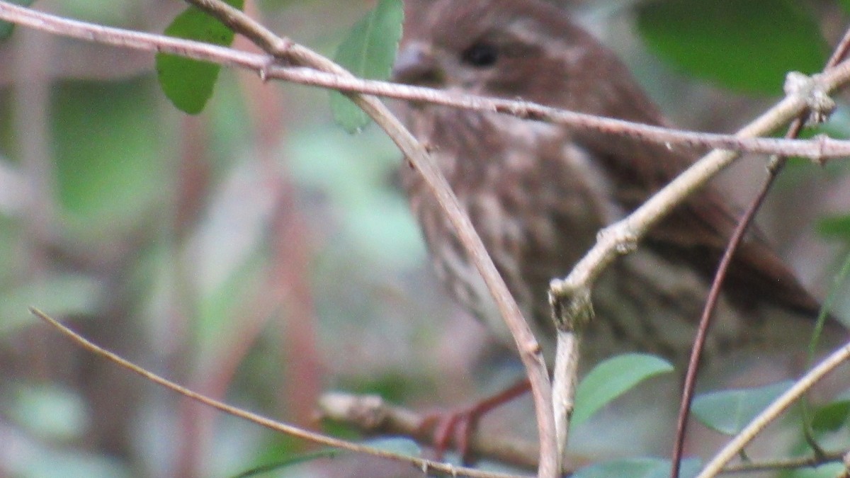 Purple Finch - Anonymous