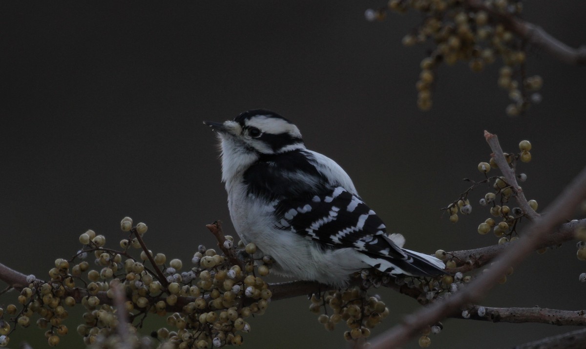 Downy Woodpecker - Don Coons