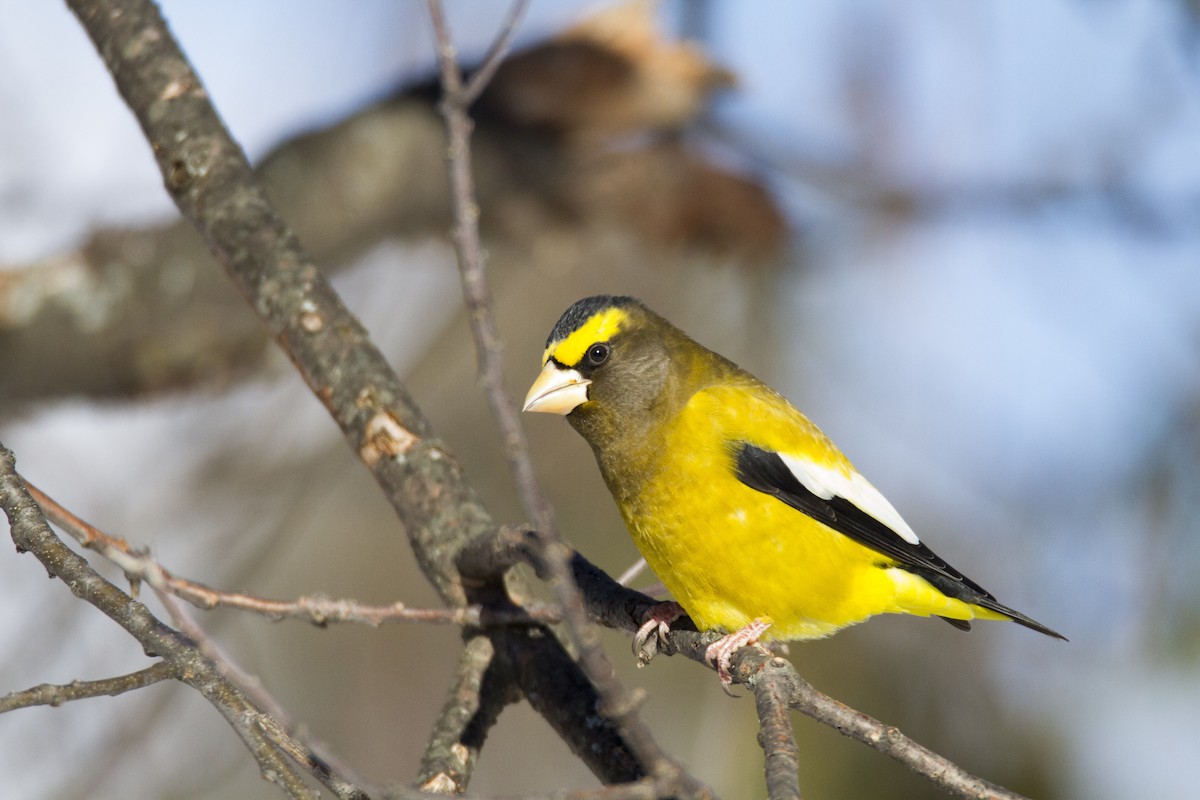 Evening Grosbeak - ML124859511