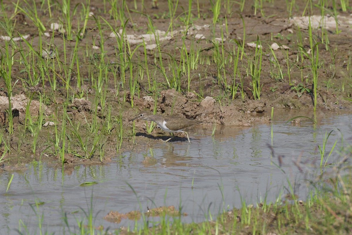 Common Sandpiper - ML124859751