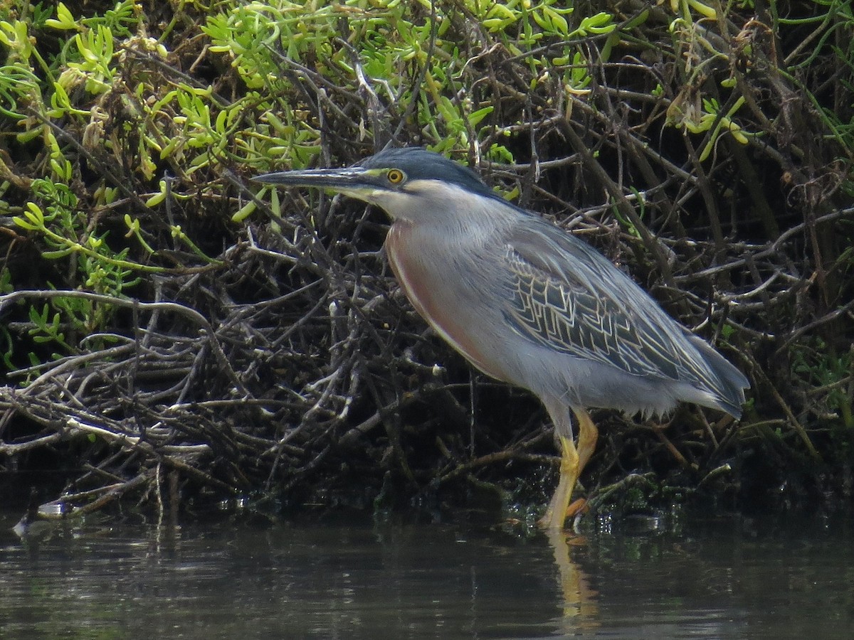 Striated Heron - WS Barbour