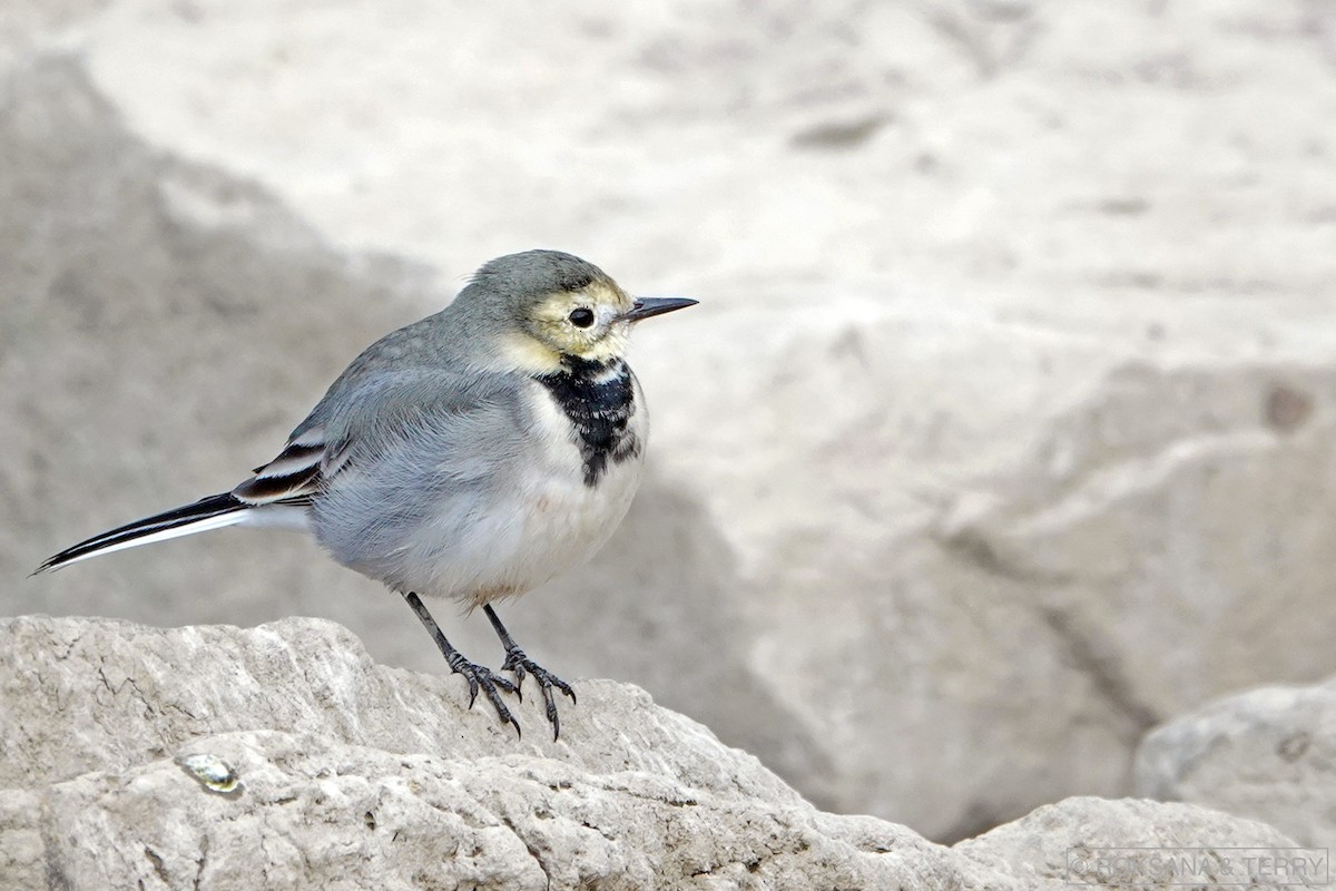 White Wagtail - Roksana and Terry