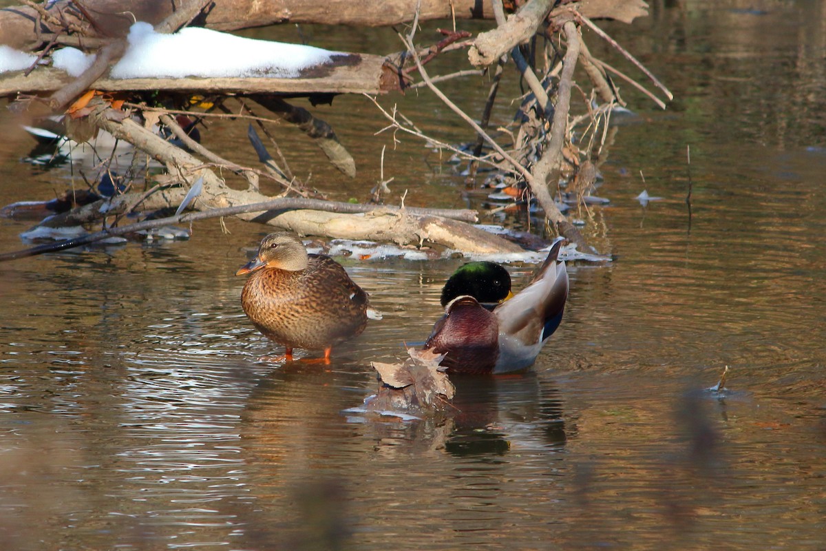 Canard colvert - ML124863811