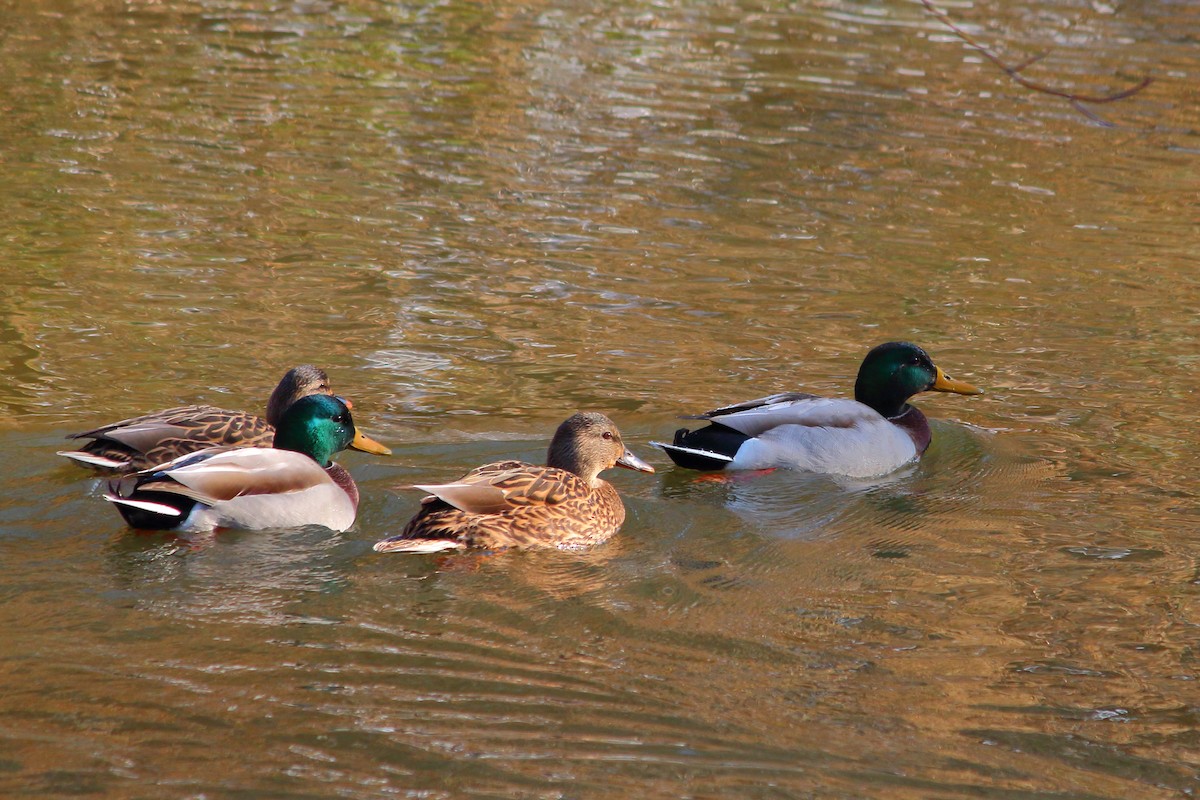 Canard colvert - ML124863831