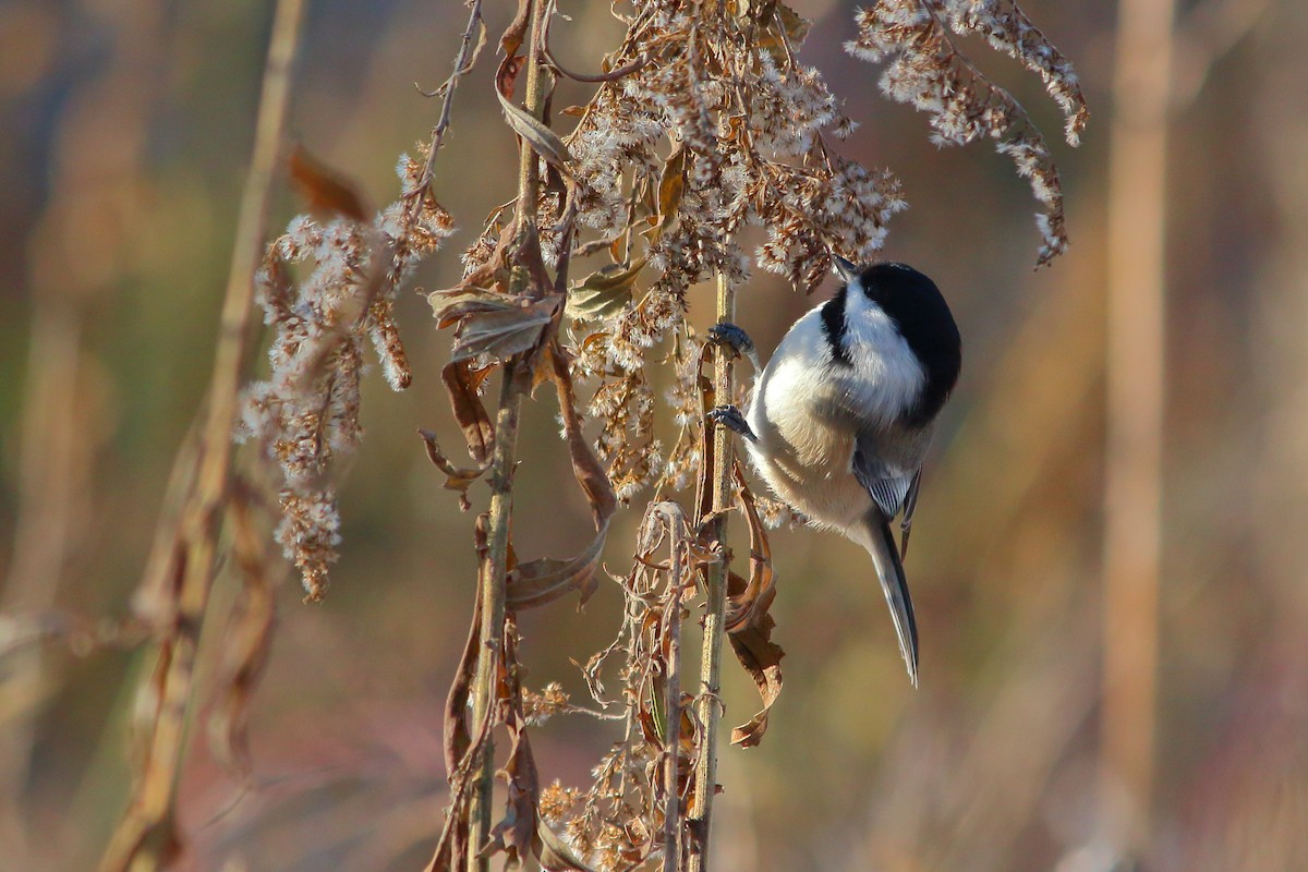 Black-capped Chickadee - ML124863871