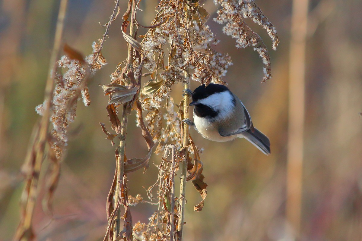 Black-capped Chickadee - ML124863881