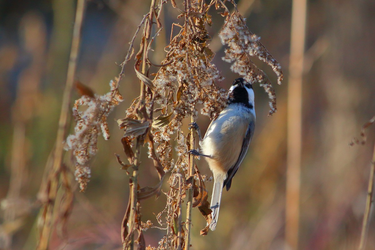 Black-capped Chickadee - ML124863901