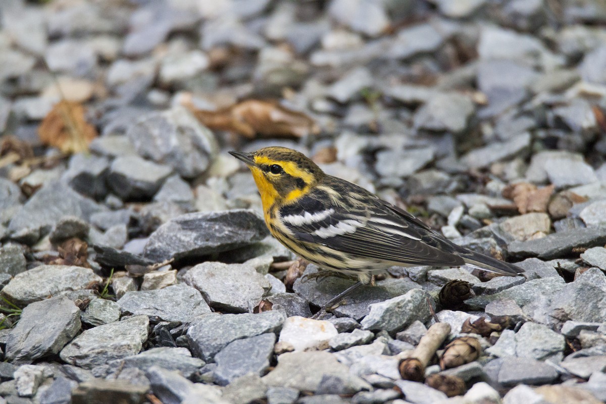 Blackburnian Warbler - ML124864781