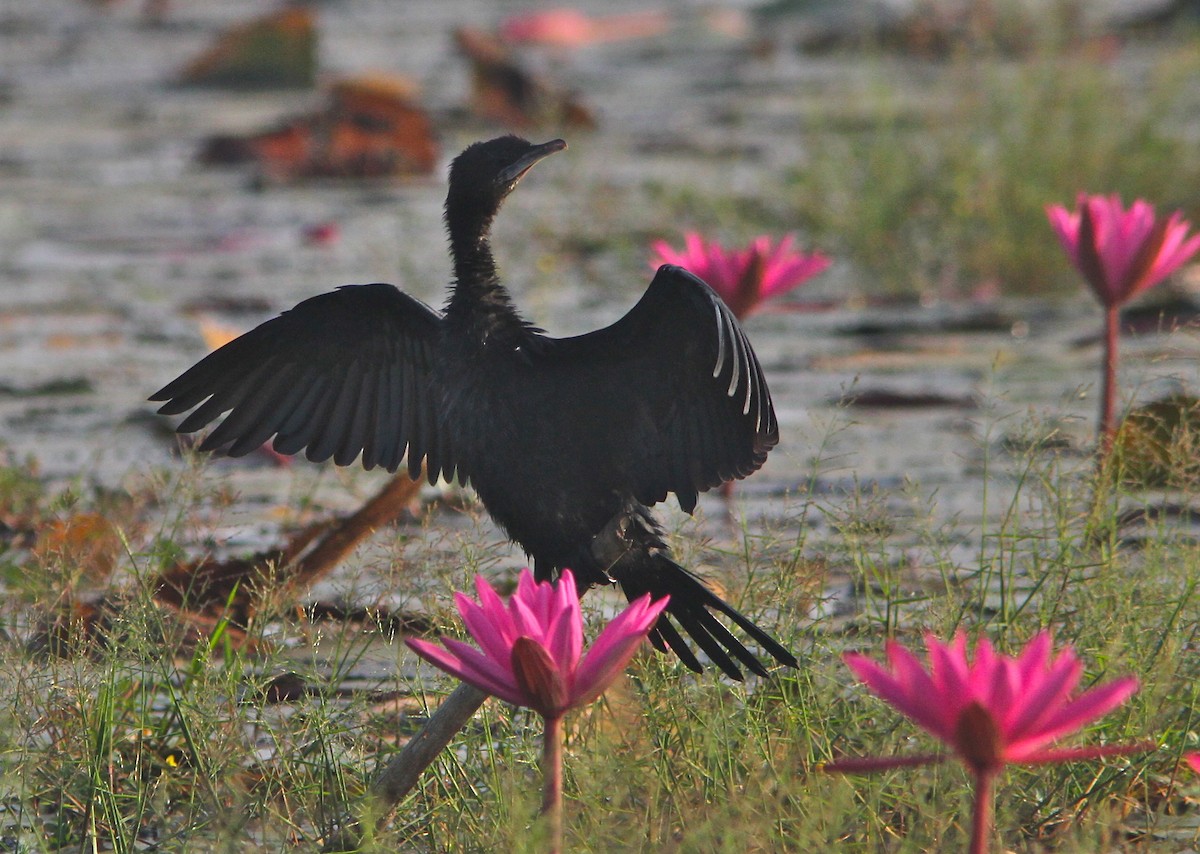 Little Cormorant - Don Roberson