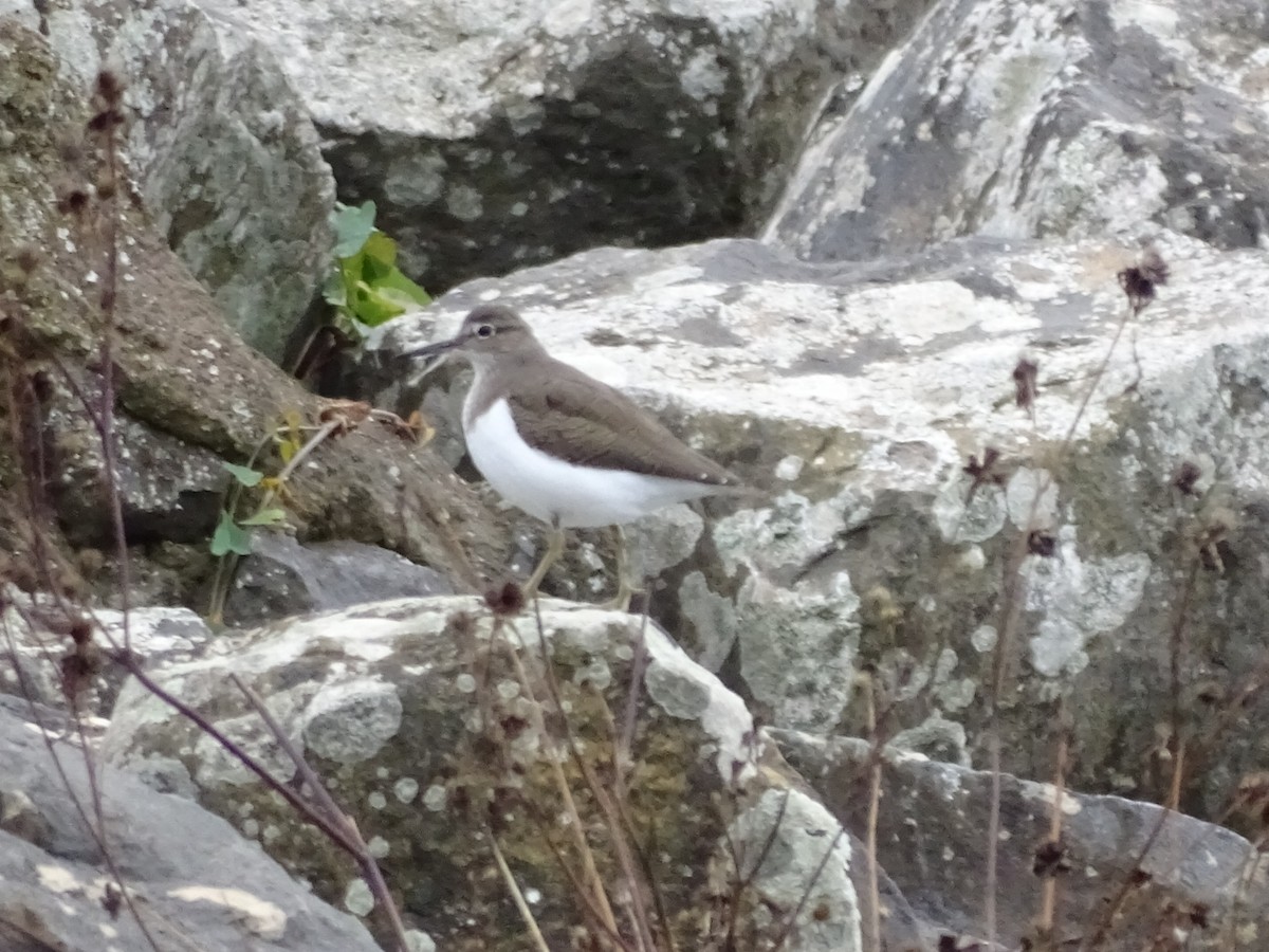 Common Sandpiper - ML124865261