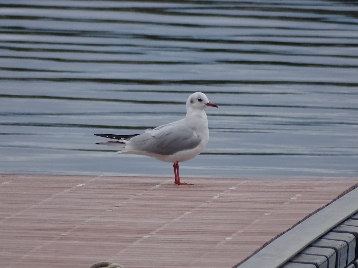 Black-headed Gull - ML124865291