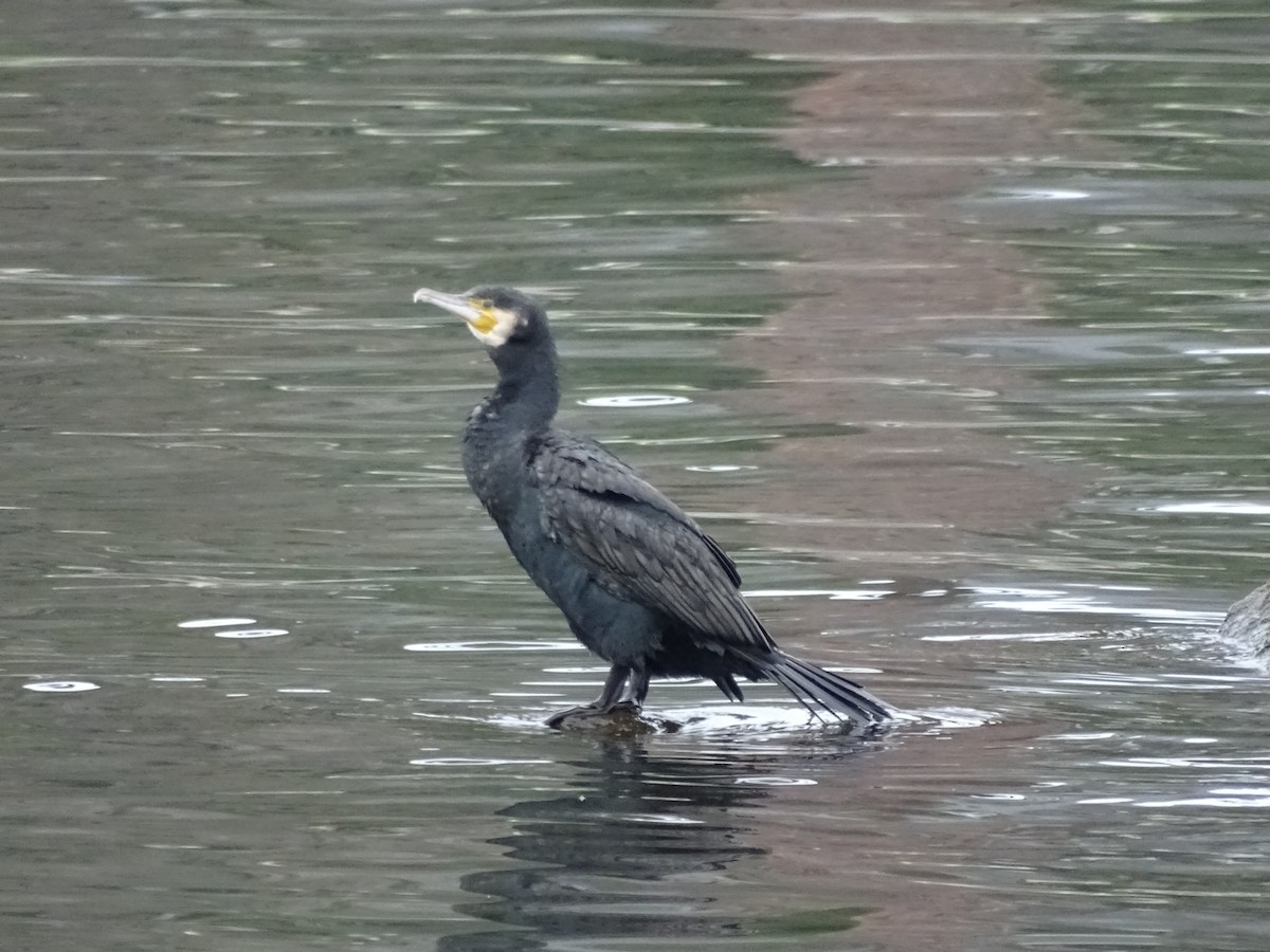 Great Cormorant - ML124865361