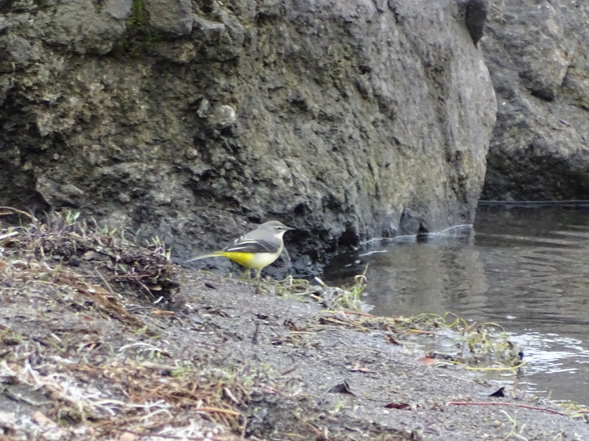 Gray Wagtail - ML124865461