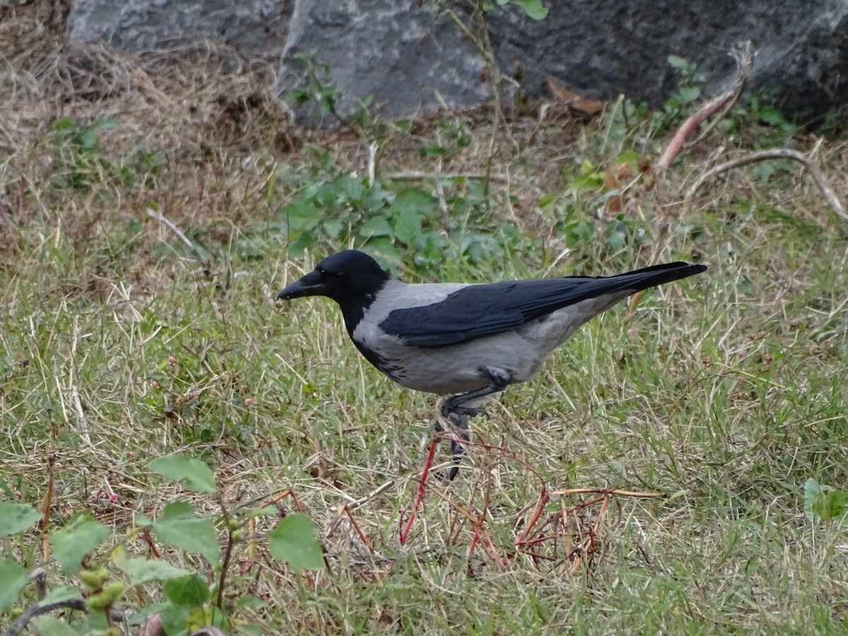 Hooded Crow - ML124865841